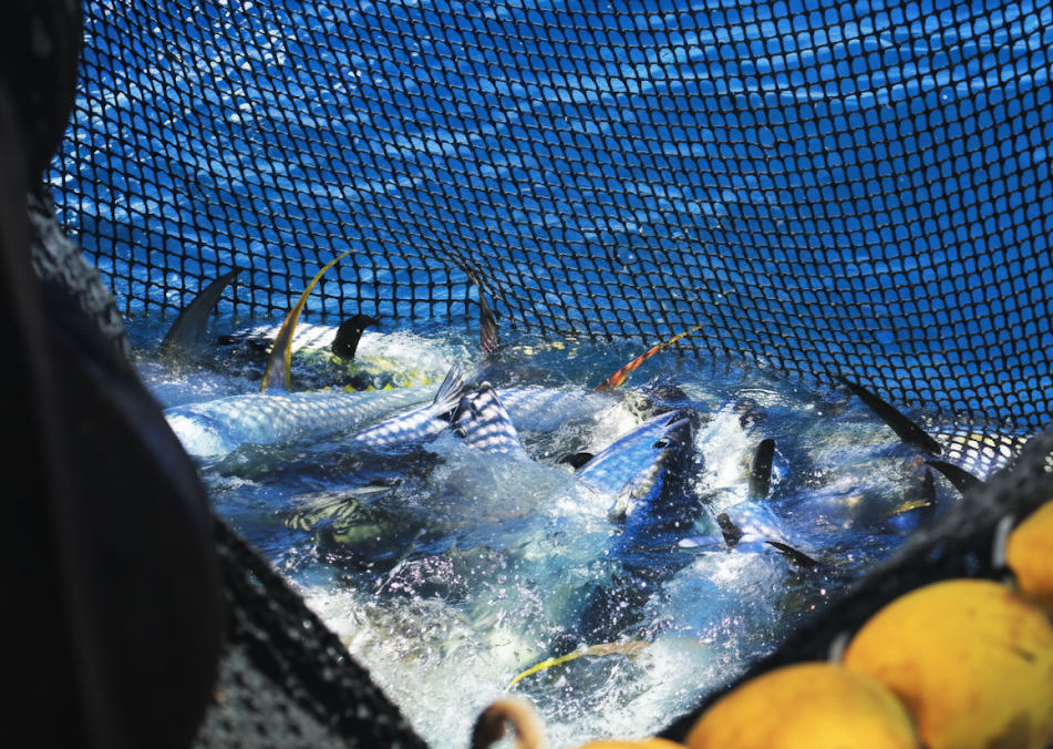 Fresh tuna fish catch