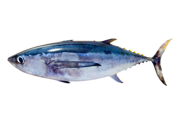 Bigeye Tuna