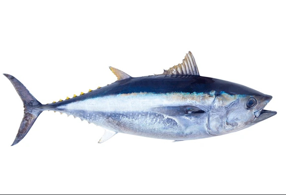 Bluefin Tuna