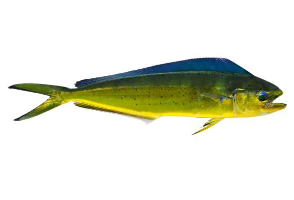 Mahi Mahi