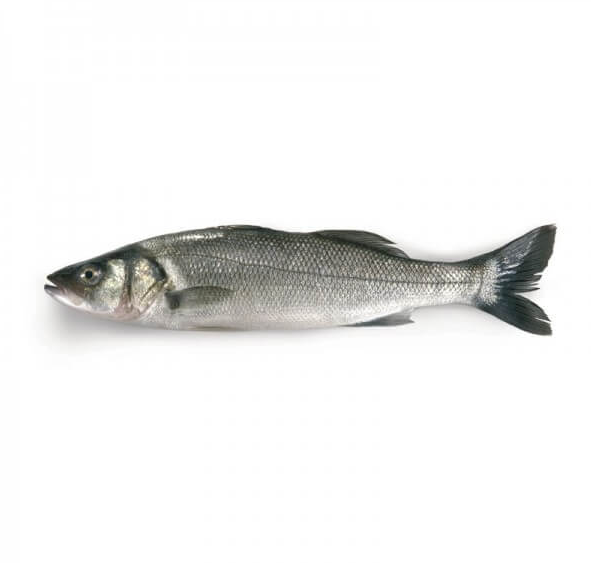 Sea Bass