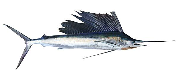 Swordfish