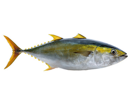 Yellowfin Tuna